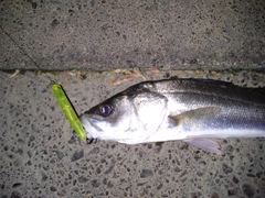 シーバスの釣果