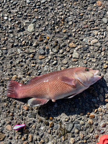 カンダイの釣果