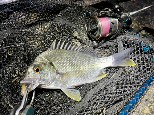 キビレの釣果