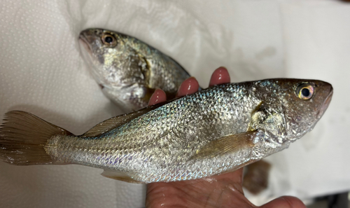 イシモチの釣果