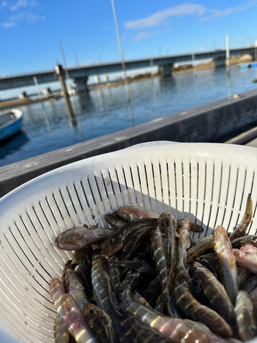 ハゼの釣果