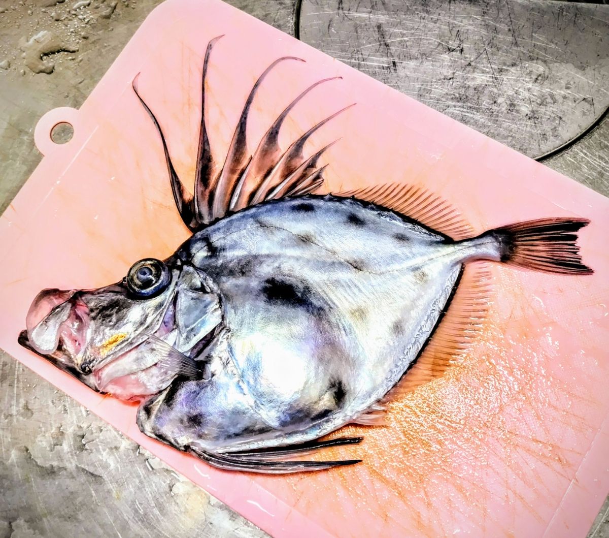 ムラマッティさんの釣果 2枚目の画像