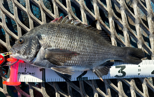 クロダイの釣果