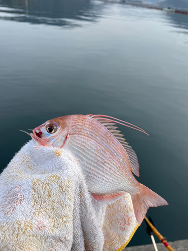 ヒレコダイの釣果