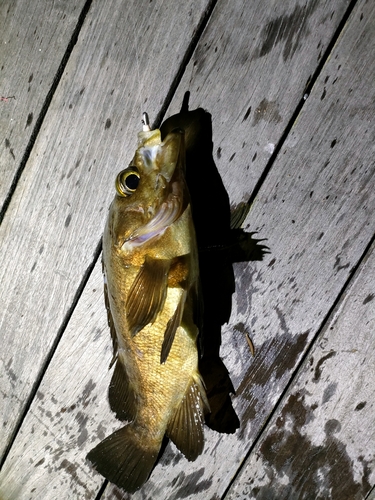 メバルの釣果