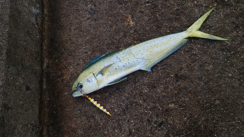 シイラの釣果