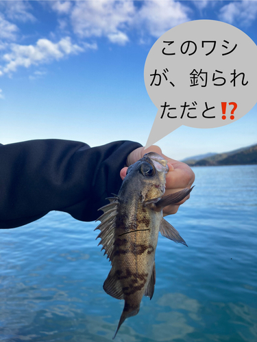 シロメバルの釣果