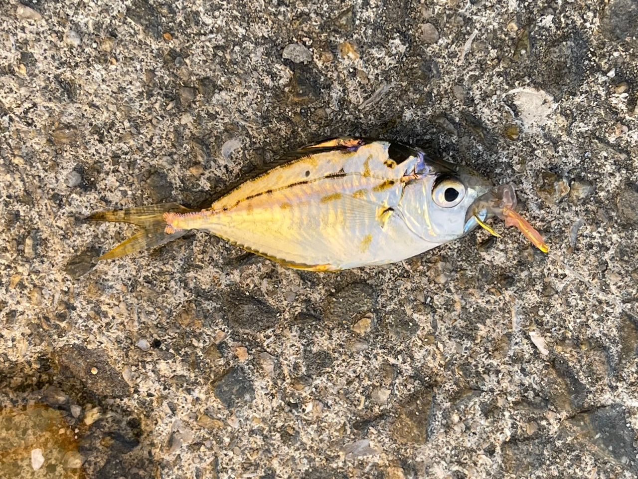 ヒイラギ