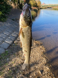 ニゴイの釣果