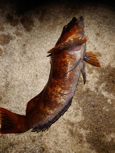 アイナメの釣果