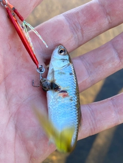 オイカワの釣果