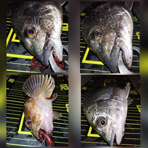 クロダイの釣果