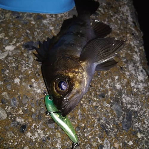 メバルの釣果