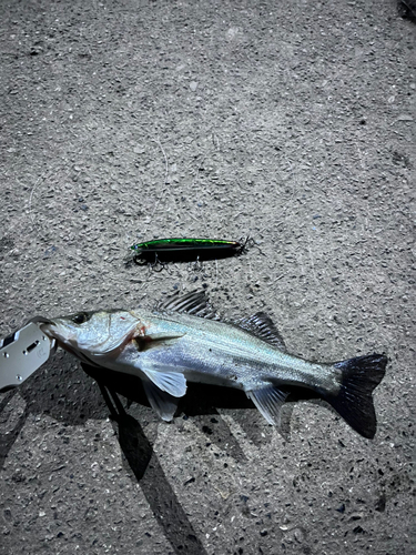 スズキの釣果