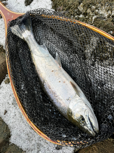 サクラマスの釣果