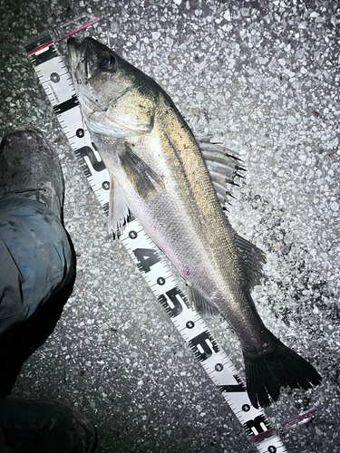 シーバスの釣果