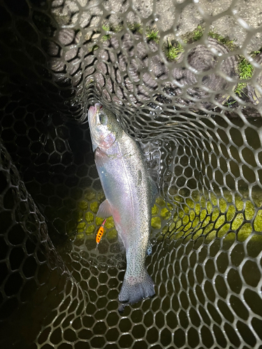 ニジマスの釣果