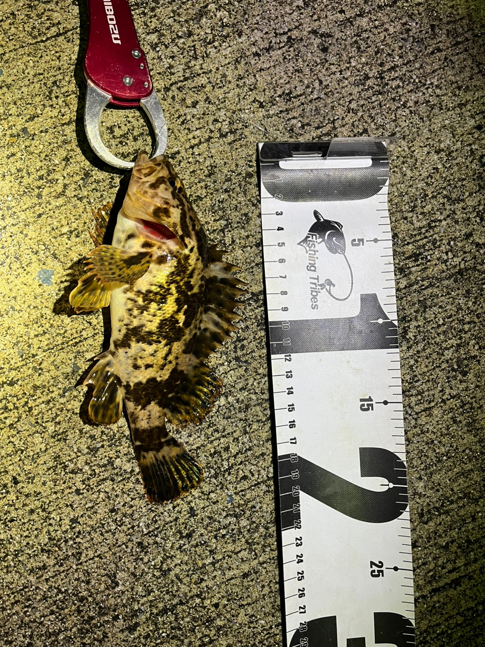 ベッコウゾイ