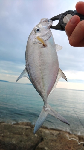 カスミアジの釣果