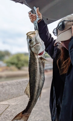 スズキの釣果