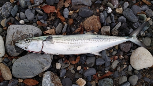 サゴシの釣果