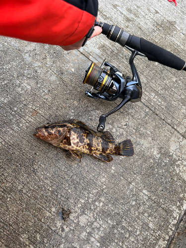 タケノコメバルの釣果