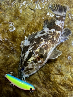 タケノコメバルの釣果