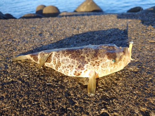 フグの釣果