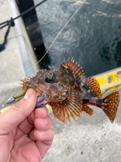 アラカブの釣果