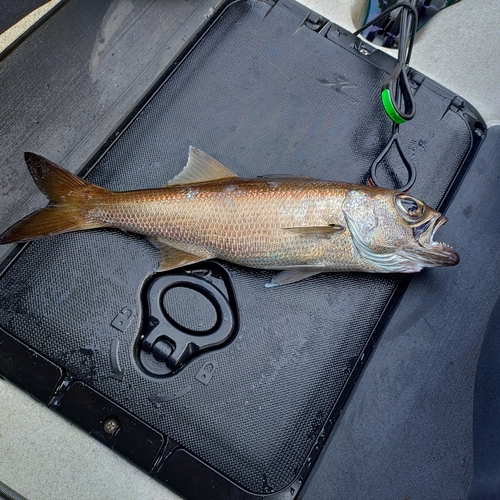 クロムツの釣果