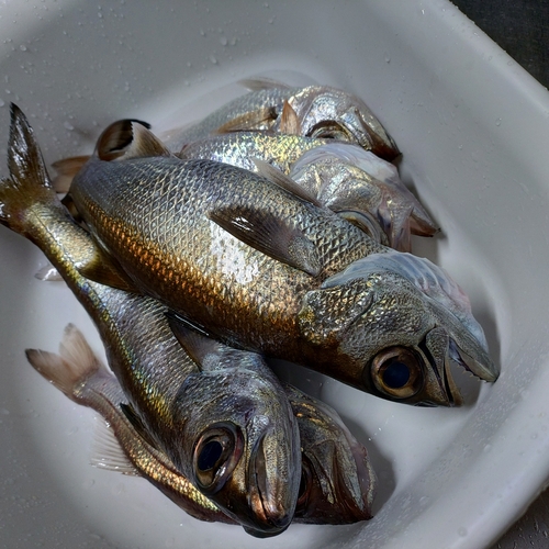 クロムツの釣果