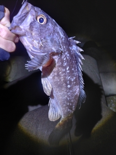 クロソイの釣果