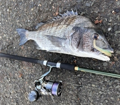 クロダイの釣果