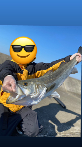 マルスズキの釣果