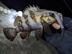 シロメバルの釣果