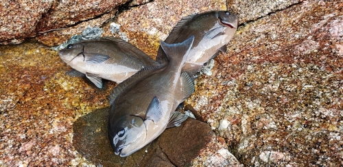 オナガグレの釣果