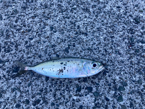 メアジの釣果