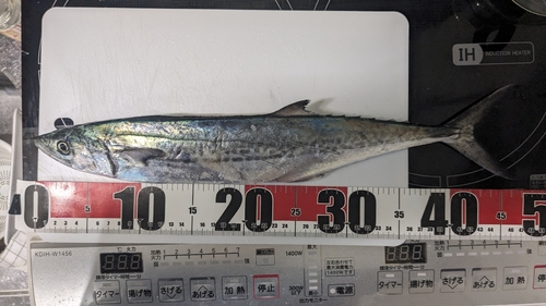 サゴシの釣果