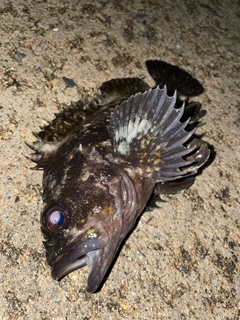 オウゴンムラソイの釣果