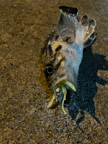 クロソイの釣果