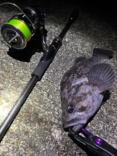 クロソイの釣果