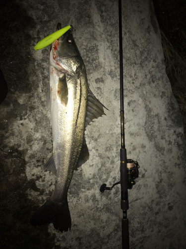 シーバスの釣果