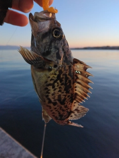 クロソイの釣果