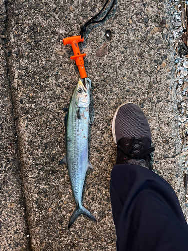 サゴシの釣果