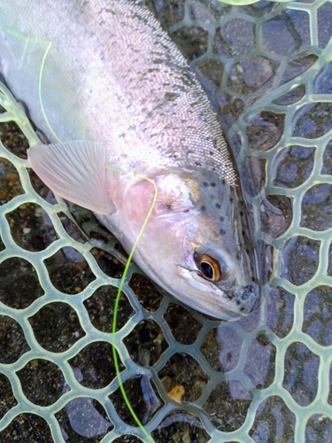 ニジマスの釣果