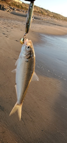 コノシロの釣果