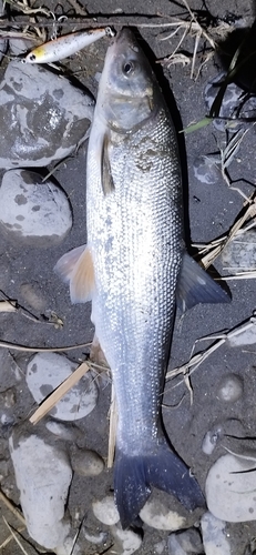 ウグイの釣果