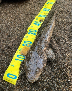 マゴチの釣果