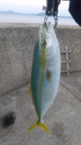 イナダの釣果