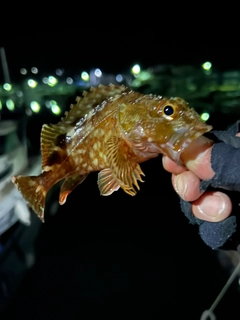 ガシラの釣果